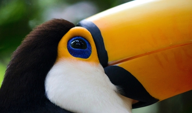 Brazil’s Natural Delights