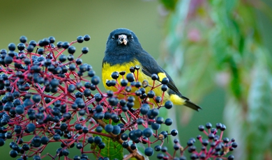 Tropical Birdsong Magic