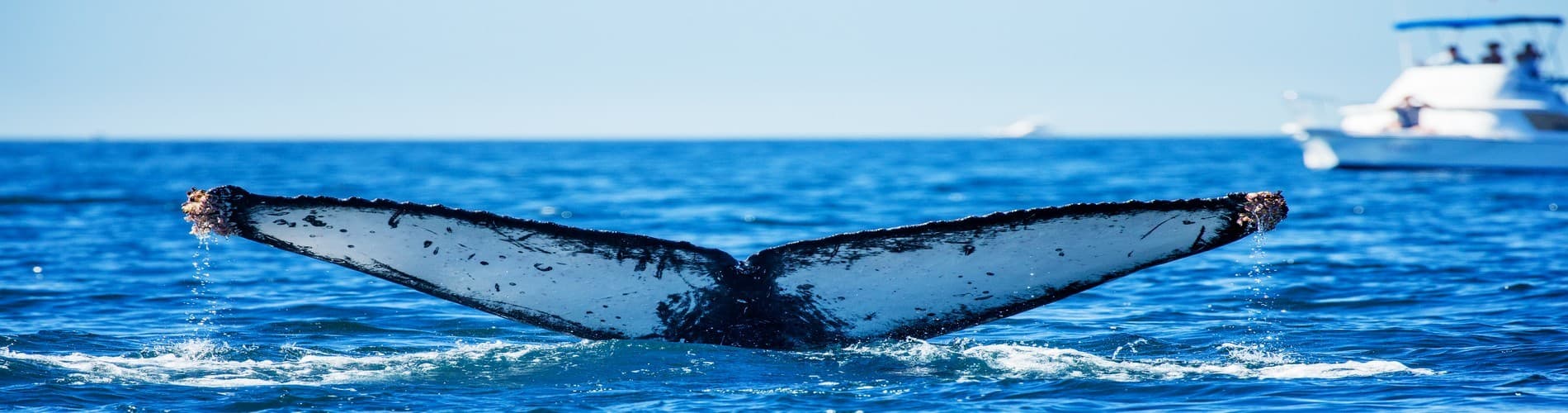 LUXURY SEA OF CORTEZ