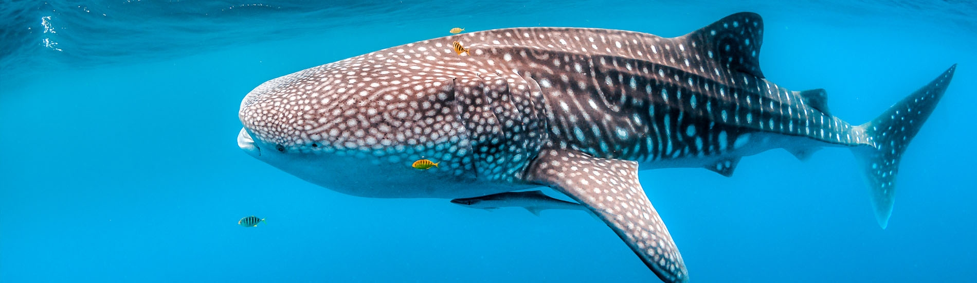 A Glimpse of the Whale Shark in Its Marine Realm