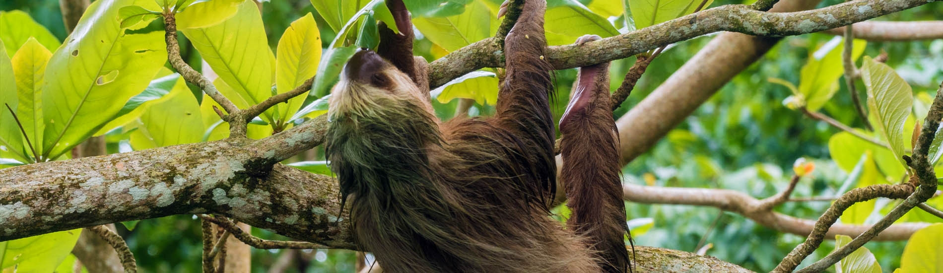 A view of savage Sloths
