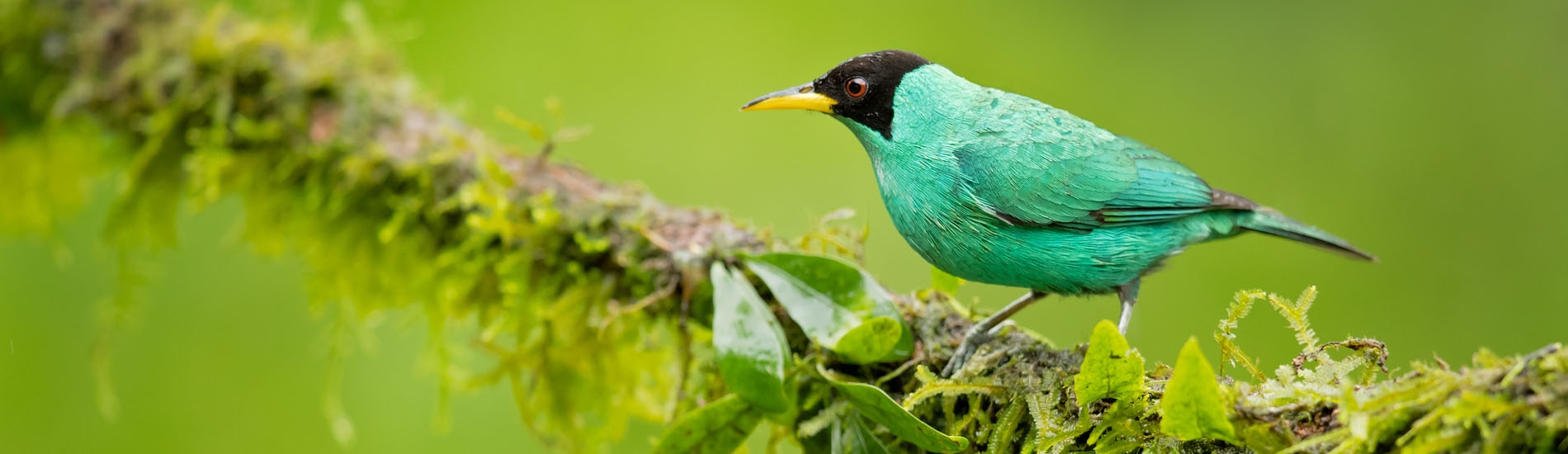Costa Rica - Bird