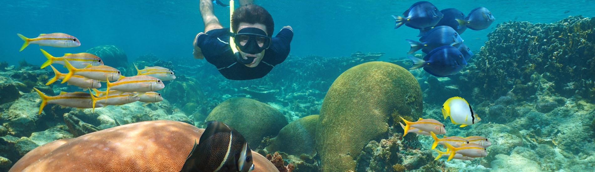 The underwater world of the Mesoamerican Barrier Reef System excursion
