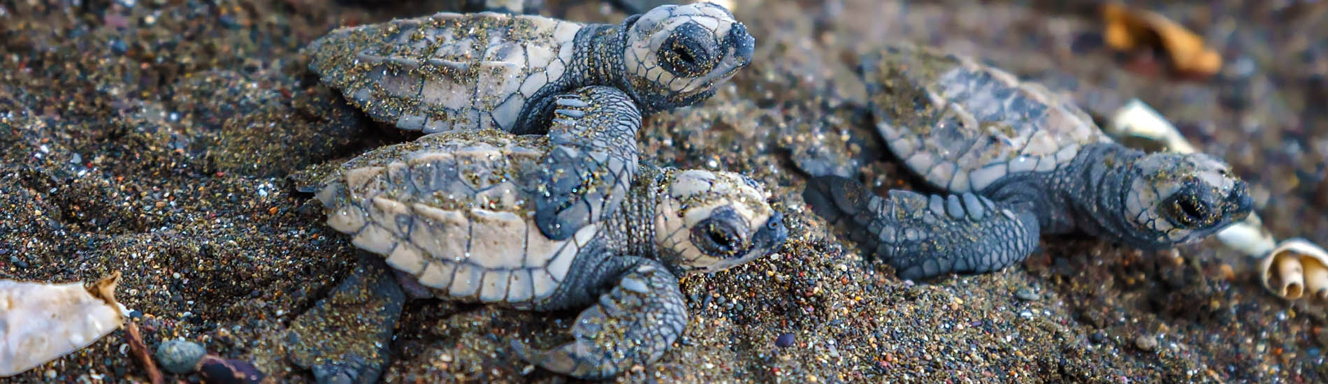 Tortuguero National Park - baby turtles