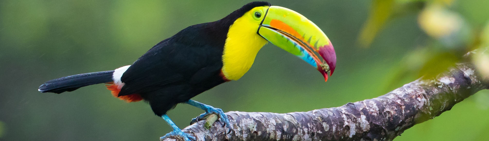 Tortuguero, National Park - Yellow Throated Toucan