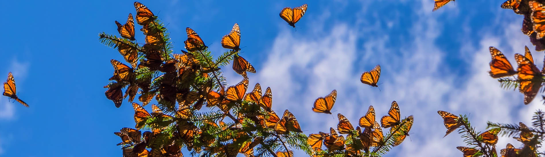 Valle de Bravo - Monarch butterflies view - Mexico